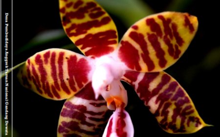 RAGAM JENIS ANGGREK & HOYA TONDOK BAKARU