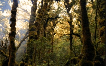 Hutan Lumut Engko Padang