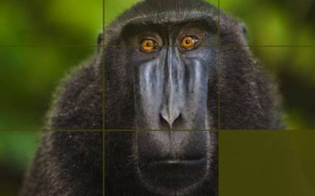 GAME PUZZLE SATWA IDENTITAS SULAWESI