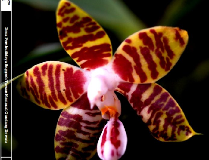 RAGAM JENIS ANGGREK & HOYA TONDOK BAKARU