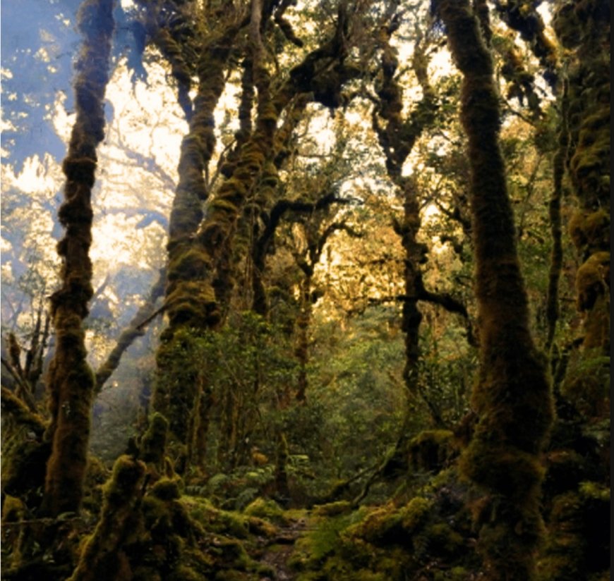 Hutan Lumut Engko Padang